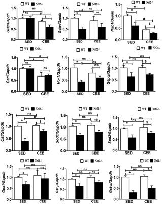 Chronic Endurance Exercise Impairs Cardiac Structure and Function in Middle-Aged Mice with Impaired Nrf2 Signaling